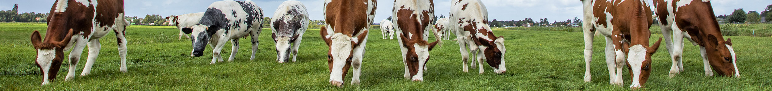 Herd of cows graze in a field, oncoming walking towards the viewer, and a beautiful sky.